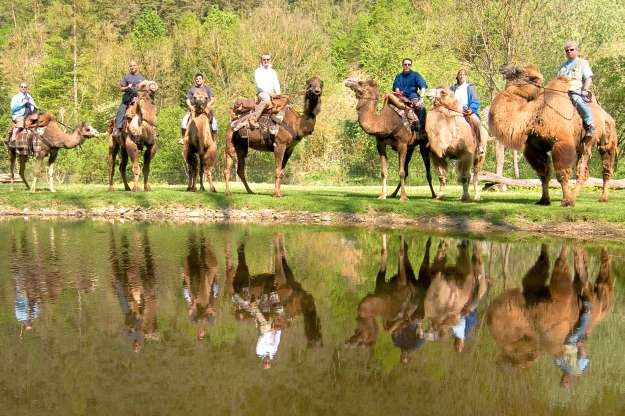 Camel riding school, © www.kamelreiten.com