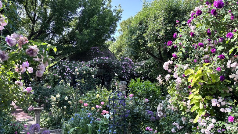 A blooming garden with various roses and trees under a blue sky.