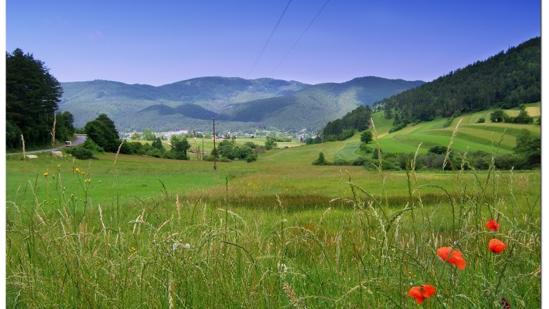Green meadows with red poppies and hills in the background under a blue sky.