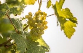 Vines with leaves and grapes, &copy; &Ouml;sterreich-Werbung