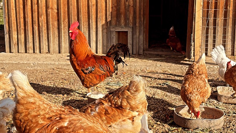 Our organic chickens, &copy; Familie Klein