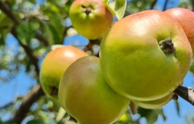Close-up of green and red apples on a tree.