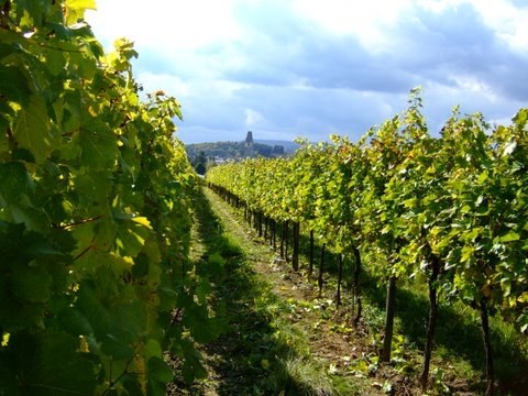 Vines in a sunny vineyard with a tower in the background.