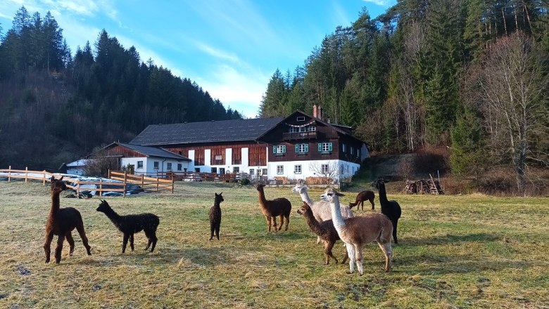 Alpacas at the Auszeithof, &copy; Barbara Enk