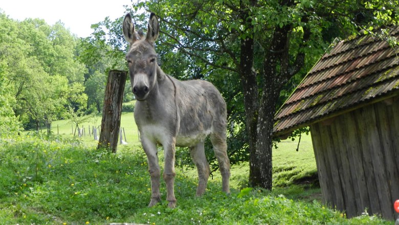 Larissa the donkey happy to see visitors, © Einkehrhof Poggau