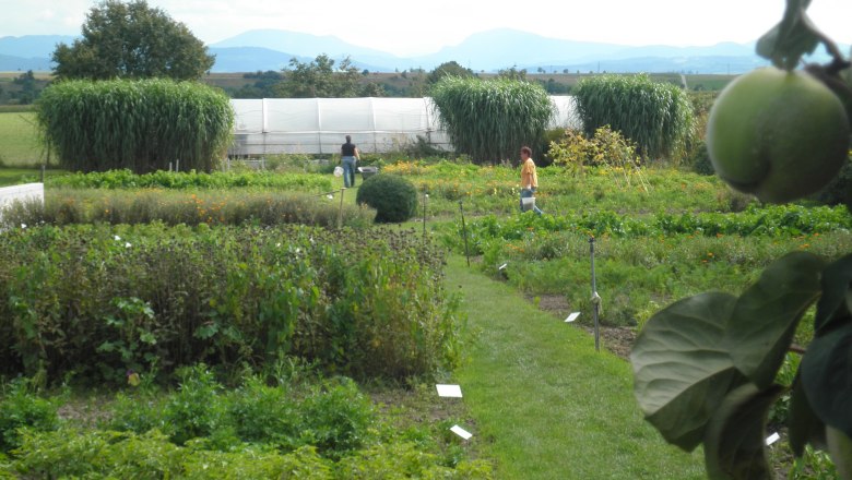 A herb garden with various plants and two people working in it. Mountains and a greenhouse can be seen in the background.