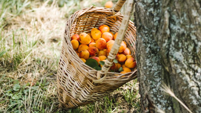 apricot picking, Zistel, © Stefan Fuertbauer (www.stefanfuertbauer.com) 