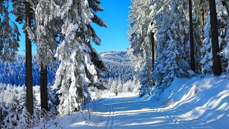 Snow-covered cross-country ski trail in the forest with a blue sky.