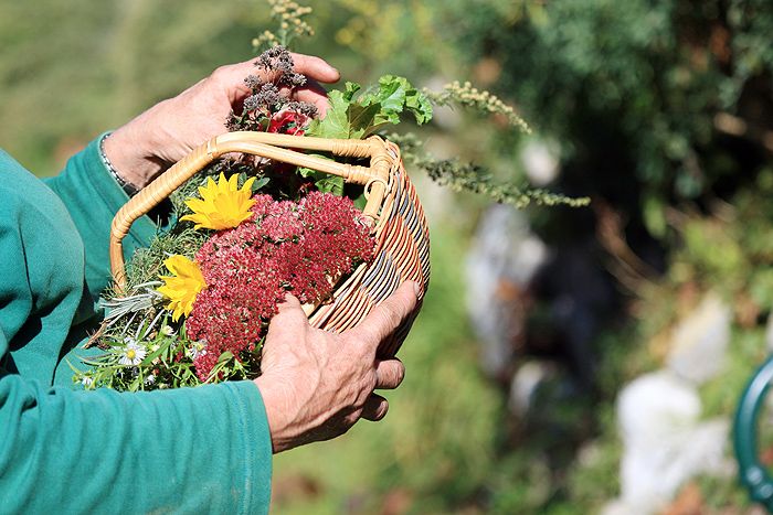 Person holding a basket of colorful flowers and herbs in the garden.
