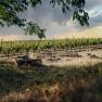 Campfire site on a meadow in front of a vineyard under a cloudy sky.