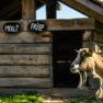 A goat stands in front of a wooden goat pen with name tags.