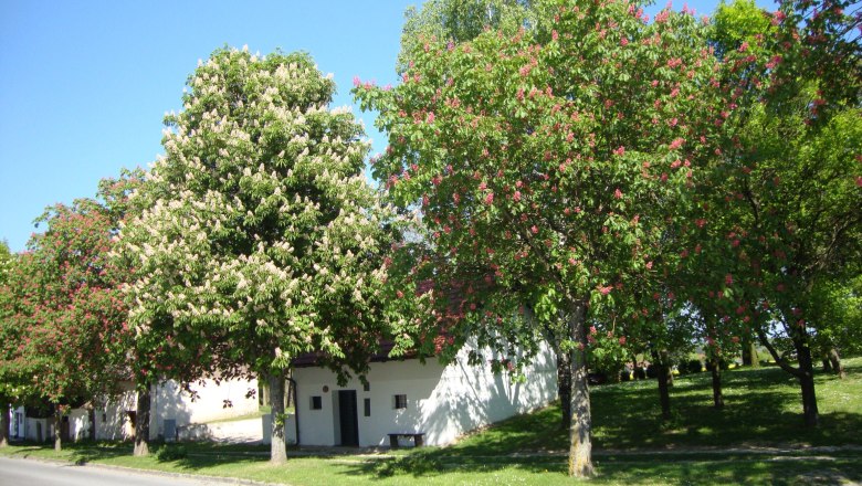 Blooming chestnut trees along a street in front of a white building.