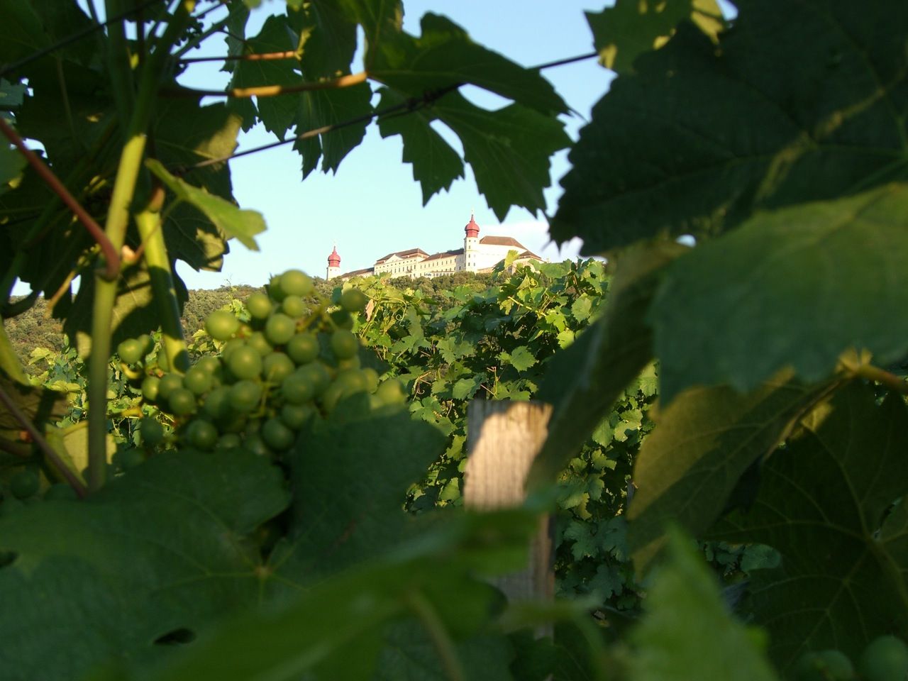 Grapes in the foreground, castle in the background.