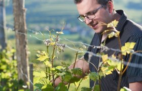 Person in a vineyard, inspecting the vines.