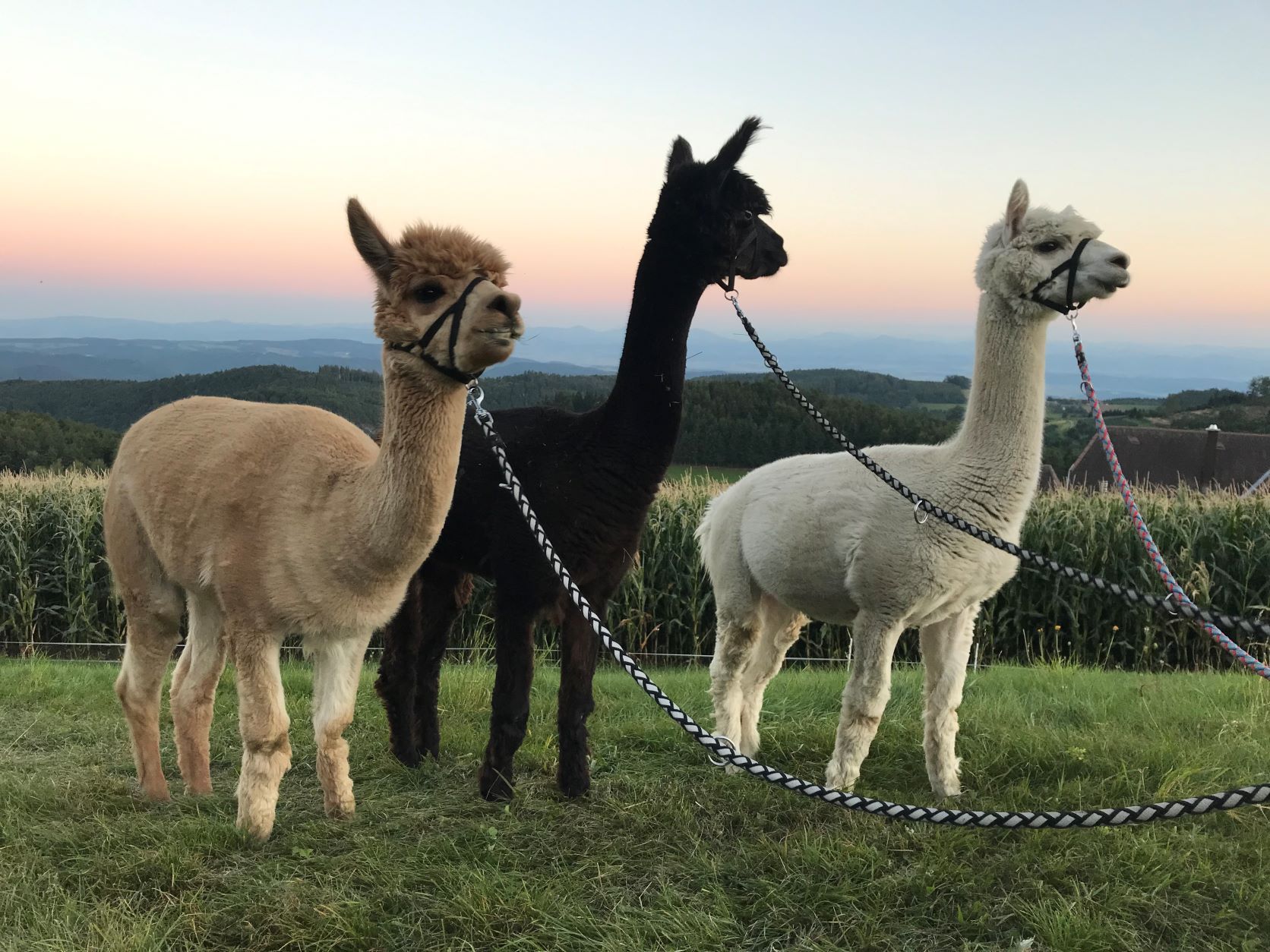 Three alpacas in different colors stand in a meadow in front of a sunset.