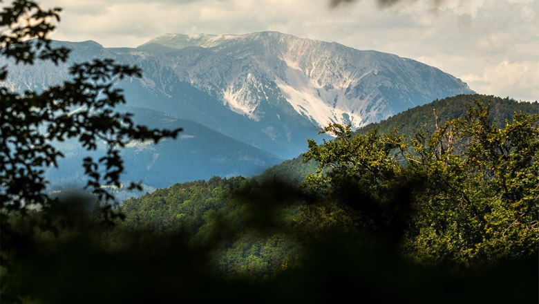 View of the Schneeberg through the trees.