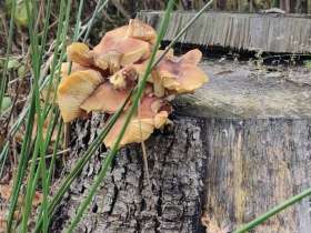 Aubergweg, &copy; Marktgemeinde Hoheneich