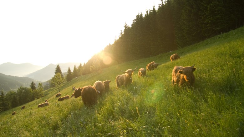 Organic farm Lacken, © Familie Blamauer