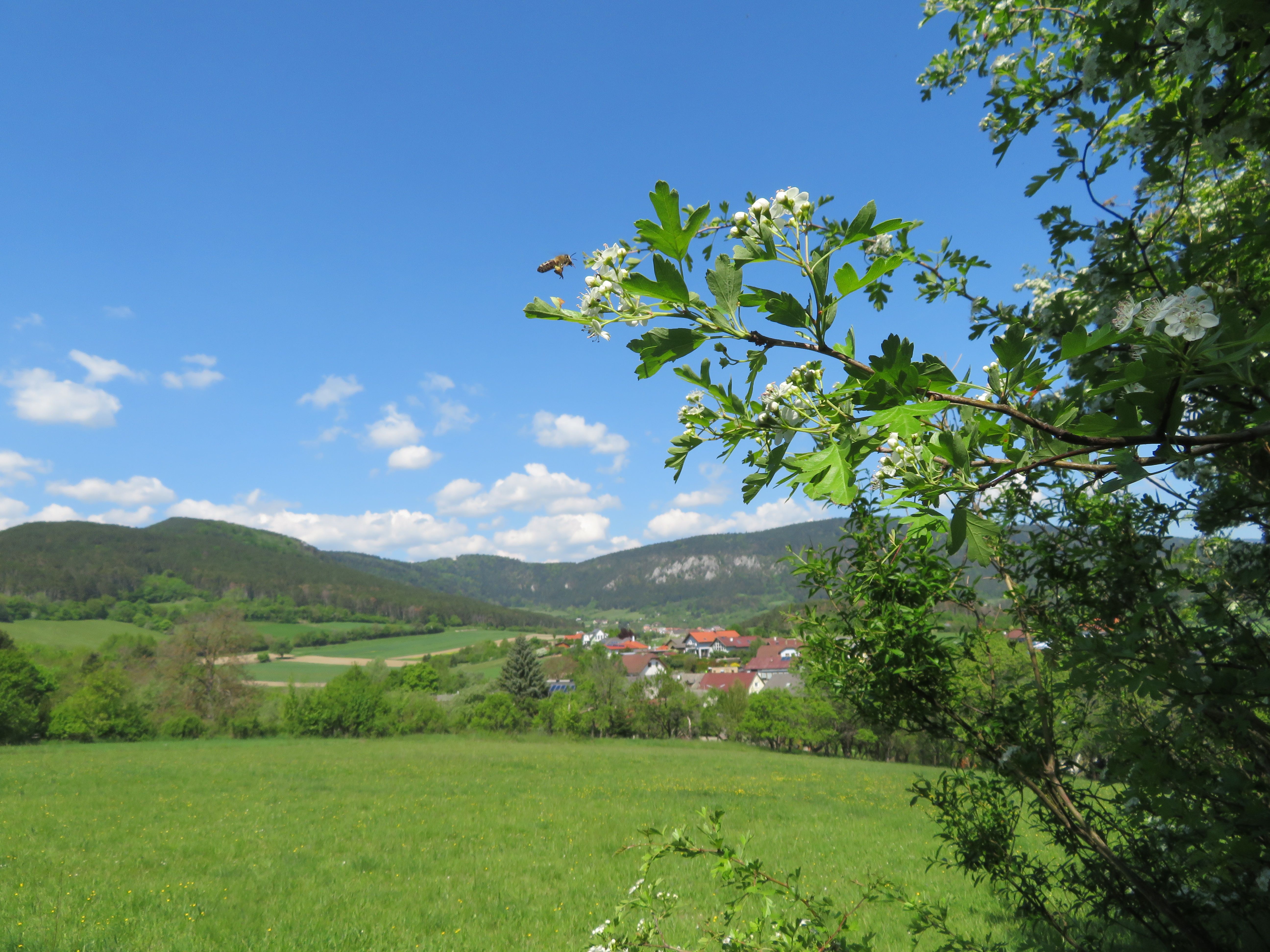 A bee flies next to flowering branches in a green landscape with hills and a village in the background.