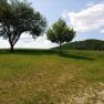 Two trees in a meadow with hills in the background under a blue sky with clouds.