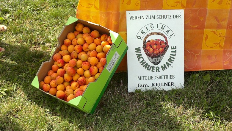 Original Wachau apricot, © Donau NÖ Tourismus GmbH