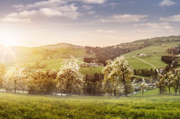 Sea of white blossoms along the Most Road, © Niederösterreich-Werbung/Michael Liebert