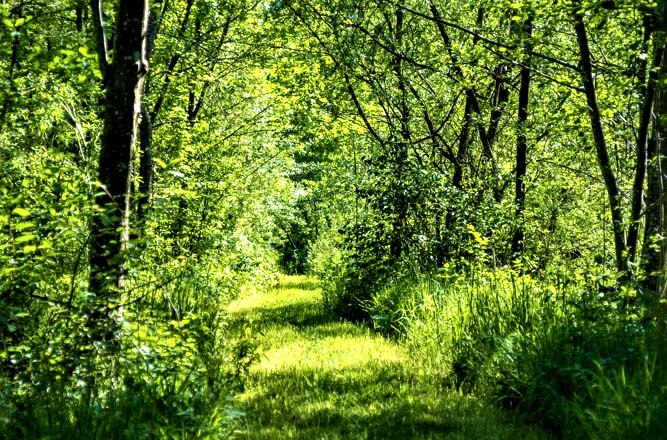 A narrow, grassy path leads through a dense, green forest.