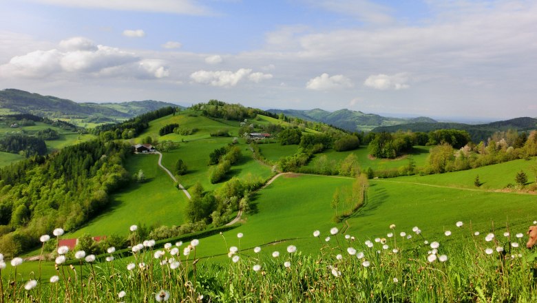 Green hilly landscape with dandelions in the foreground and a cloudy sky.