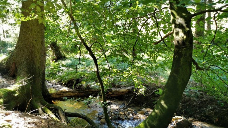 Forest air bathing, &copy; W.I.I.TT