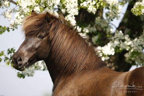 A brown Icelandic horse stands in front of a flowering tree.