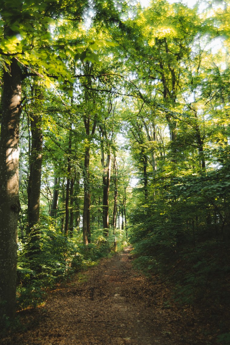 Shady forest paths., © Wienerwald Tourismus/Louis Geister