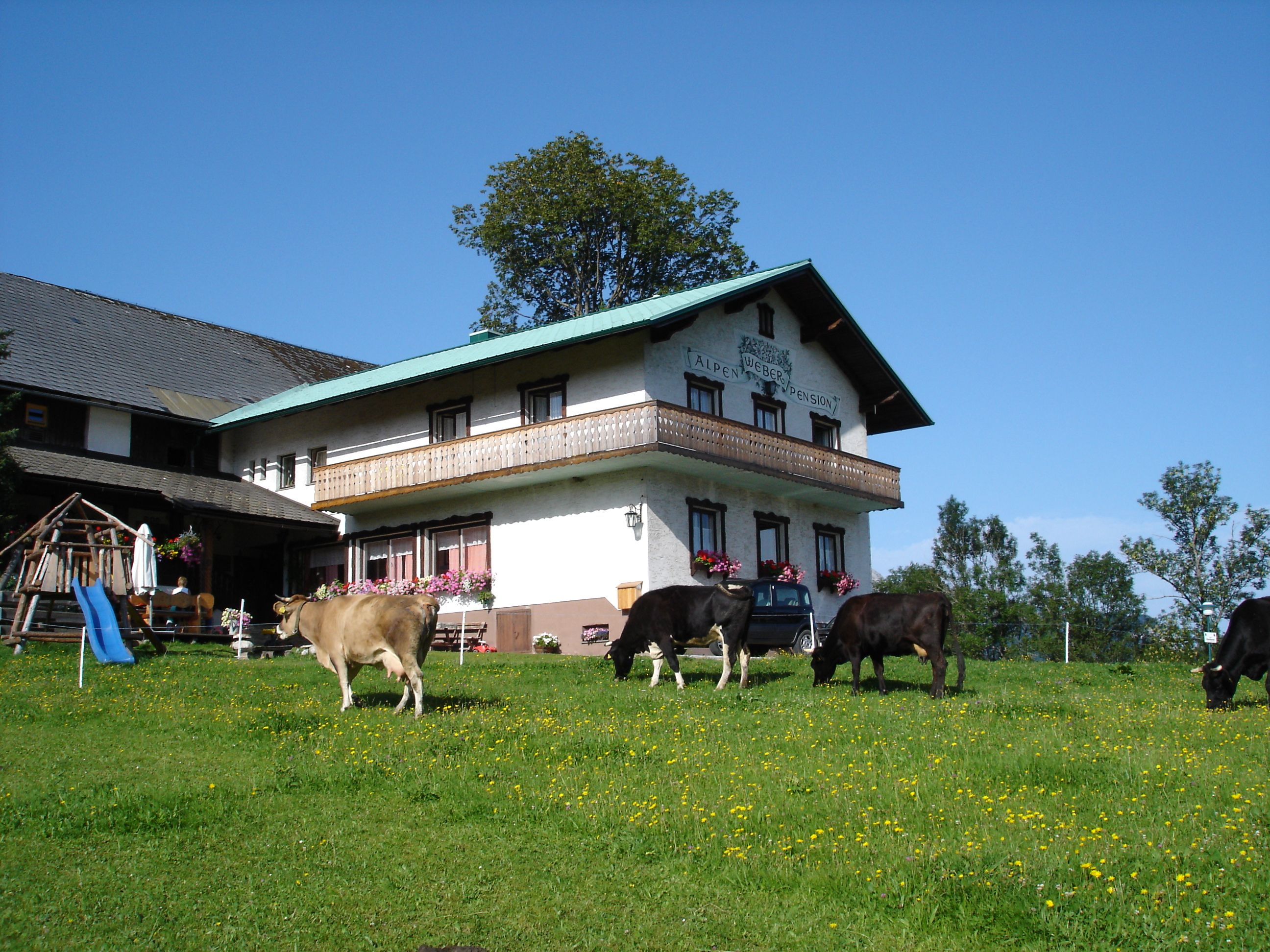Farm with cows in a meadow and a building in the background.
