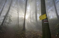Der herbstliche Wienerwald liegt im dichten, silbrigen Nebel, durch den ein einzelner Sonnenstrahl schräg zwischen den Baumstämmen hindurchfällt und den Waldboden in warmes Licht taucht. Am Wegesrand stehen mehrere gelbe Wegweiser mit den Aufschriften „Araburg“, „Gerichtsberg“ und „Kaumberg“, die Wandernden die Richtung weisen. Die leuchtenden Schilder heben sich deutlich vom gedämpften Grau des Nebels und den goldbraunen Blättern ab und verleihen der Szene im Wienerwald eine ruhige, mystische Stimmung.