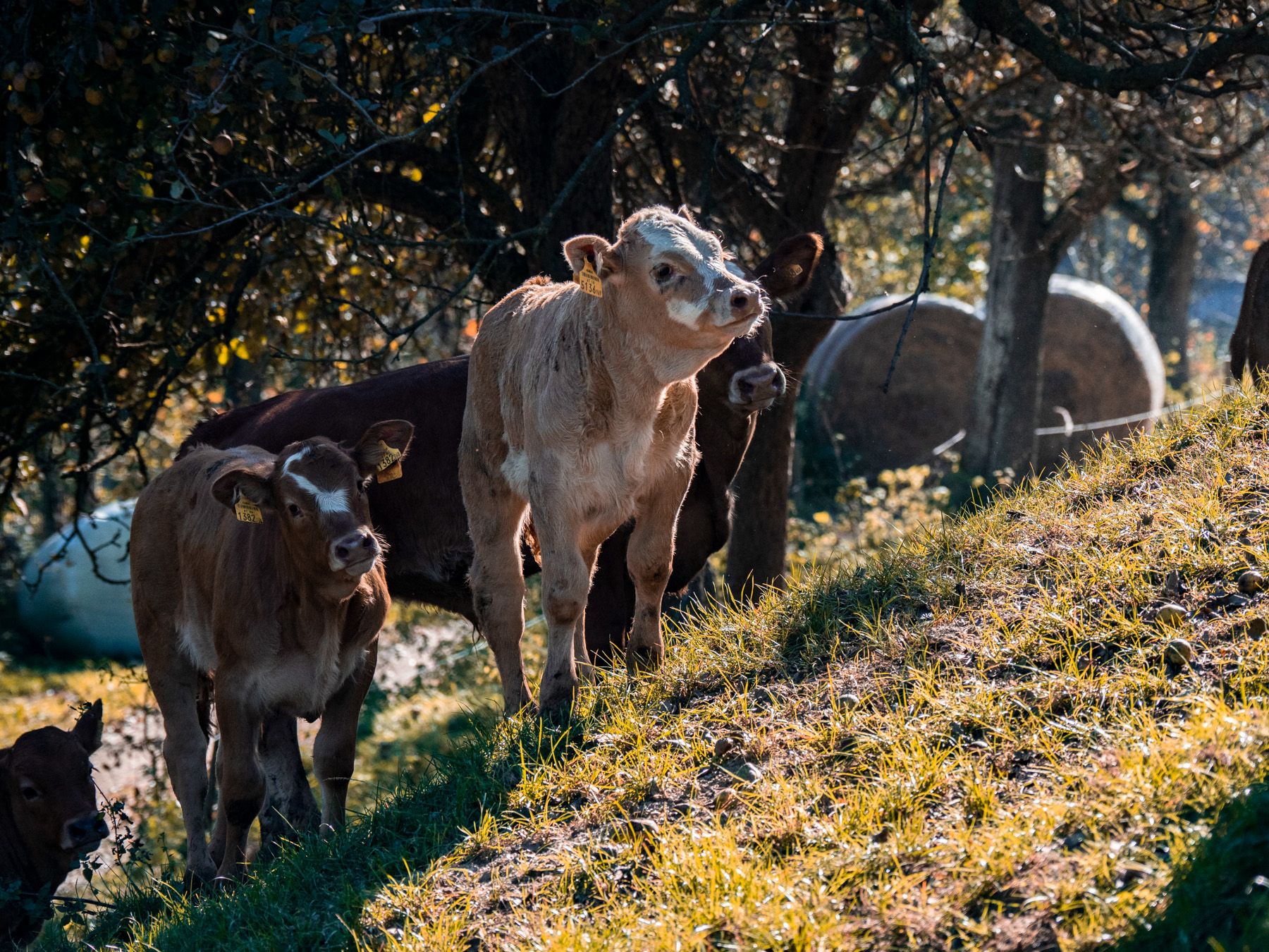 Several calves are standing on a green meadow in the shade of trees.