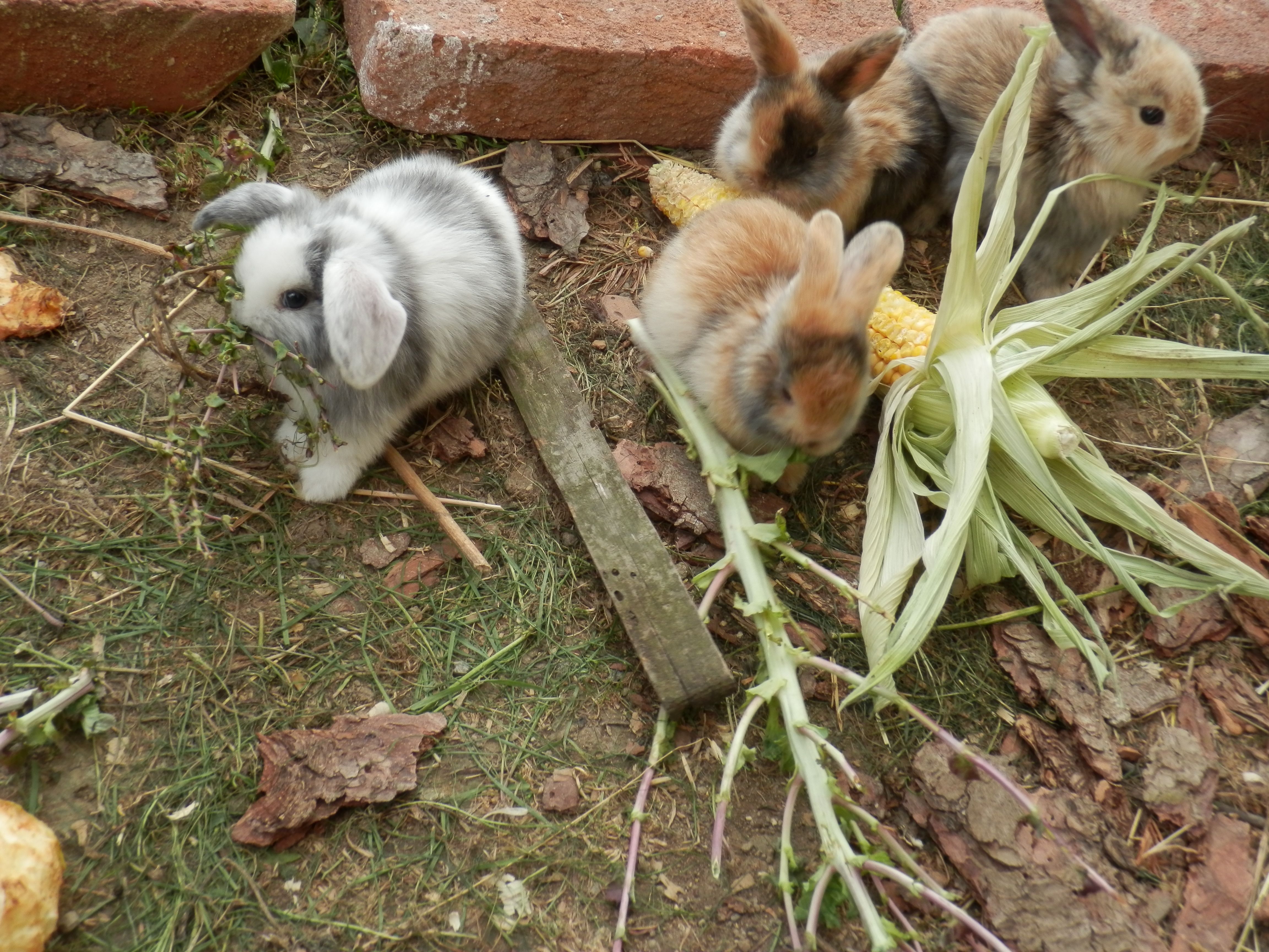 dwarf rabbit