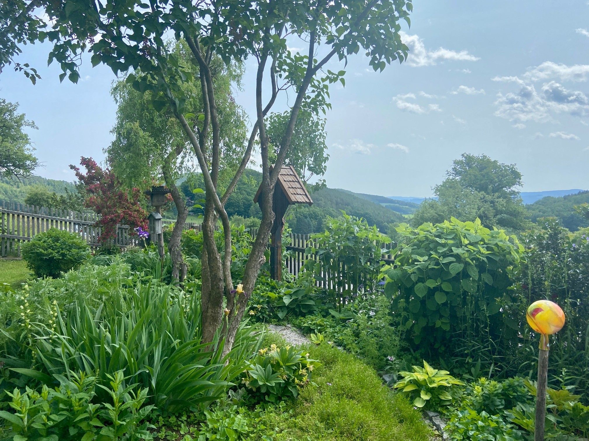 A green garden with trees, shrubs and a wooden fence in the background.