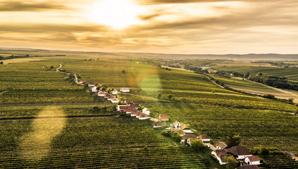 Aerial view of a wine cellar lane surrounded by vineyards at sunset.