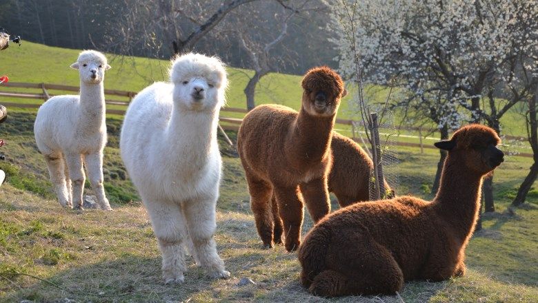 Four alpacas in a meadow with blossoming trees in the background.