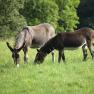 Donkeys at the Esperanza farm, &copy; Mag.a Martina Kotzina, Esperanza- Zentrum f&uuml;r tierunterst&uuml;tzte P&auml;dagogik