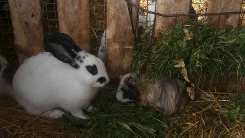 Happy bunnies waiting to be petted, © Kinderbauernhof Kurz