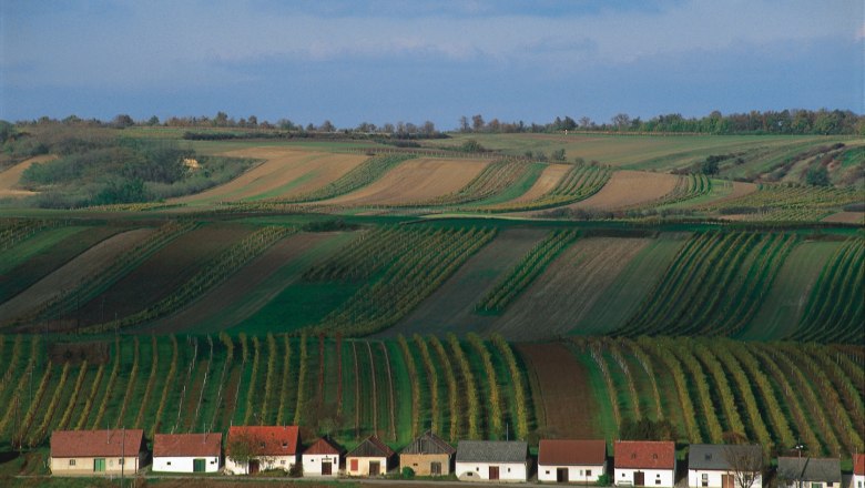 Vineyards with small houses in a wine cellar lane, surrounded by green fields and hills.