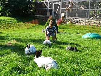 A child is playing in a meadow with several rabbits.