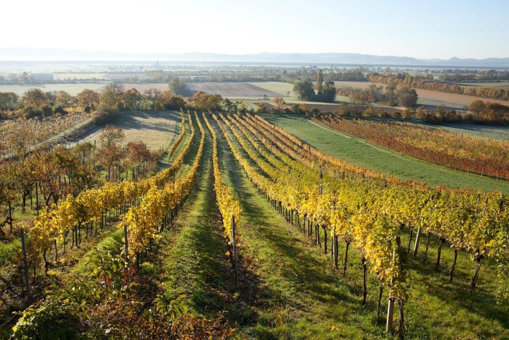 Vineyards in Bad Fischau Brunn in autumn with colorful foliage.