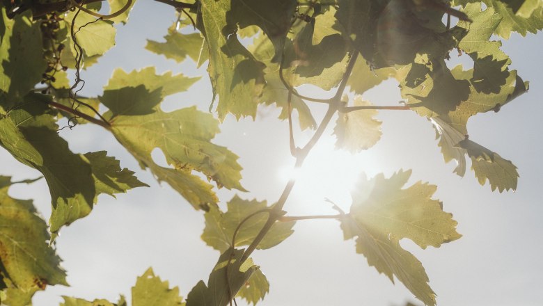 Vine leaves in the sunlight with a blue sky in the background.