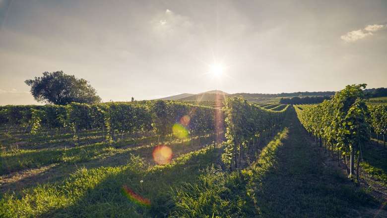 Enjoyable cycling and a well-earned rest, © Niederösterreich-Werbung/ Andreas Hofer