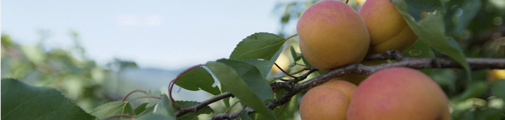Wachau apricots, © Donau Niederösterreich / Steve Haider