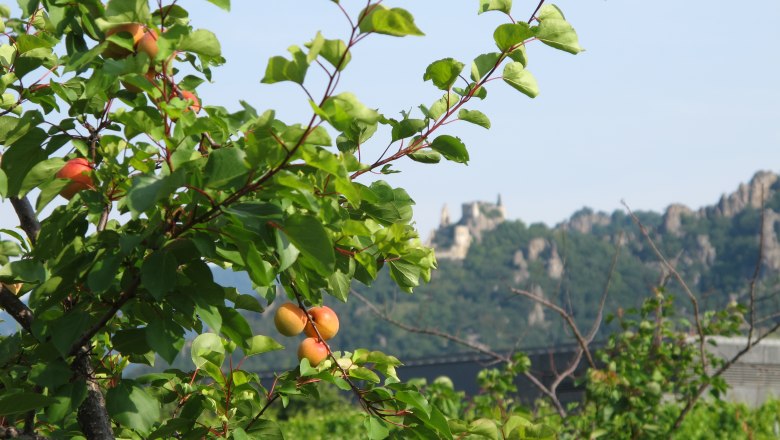 Apricot harvest in the Wachau, © Donau NÖ Tourismus GmbH
