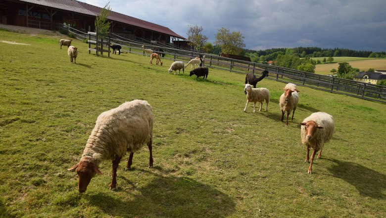 Sheep at the Esperanza farm, &copy; Mag.a Martina Kotzina, Esperanza- Zentrum f&uuml;r tierunterst&uuml;tzte P&auml;dagogik