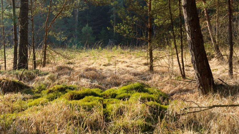 A sunny moorland area with trees and green moss.