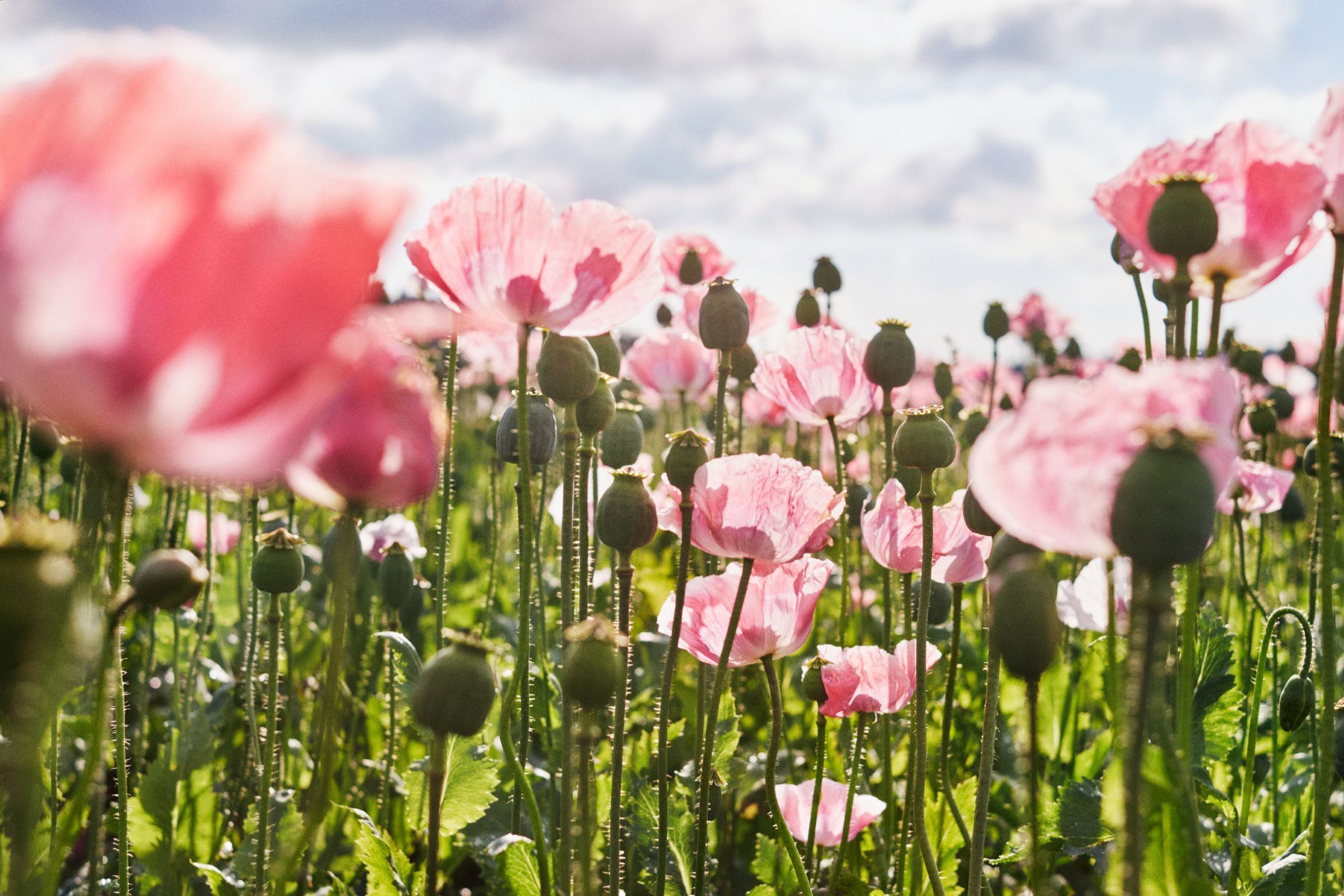 A field full of blooming pink poppies under a cloudy sky.